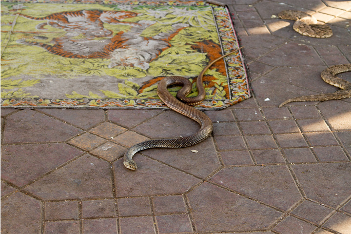 Snakes in Jemaa el-Fnaa, Marrakech.